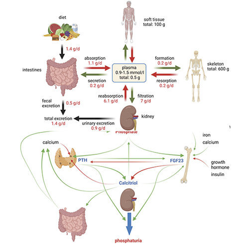 consultant-calcium-and-phosphate-metabolism-disorders-1