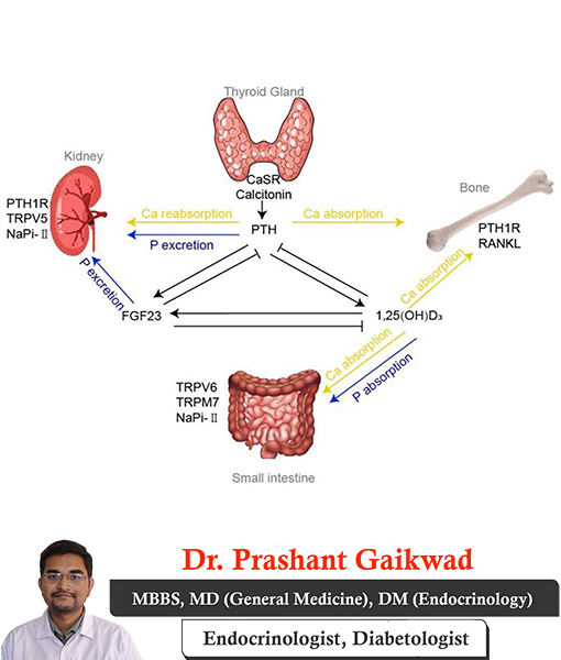 dr-prashant-gaikwad-calcium-and-phosphate-metabolism-disorders-consultant